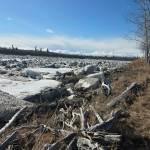 The Aniak River outside Dan Gillikins house is choked with chunks of ice during a slow breakup on May 10, 2026. (Photo by Dan Gillikin)