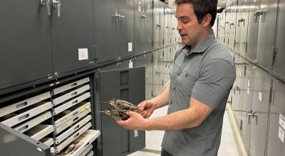 Photos by Rod Boyce 
Bird collections manager Jack Withrow holds two species of snipe from the University of Alaska Museum of the North collection. A Wilsons snipe is in his left hand. A common snipe is in his right hand.