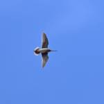 A Wilsons snipe in flight in the area of Toolik Field Station in northern Alaska. (Photo by Seth Beaudreault)