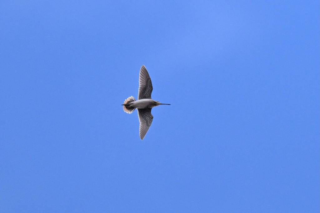 A Wilsons snipe in flight in the area of Toolik Field Station in northern Alaska. (Photo by Seth Beaudreault)