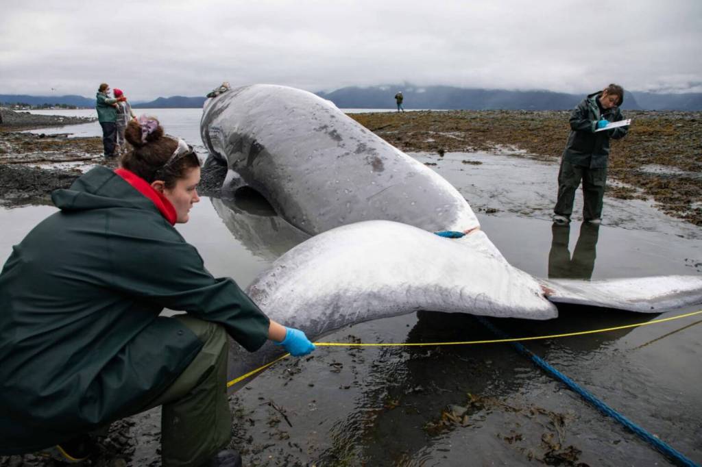 Dead fin whale carried into Alaska port on cruise ship bow, investigation underway