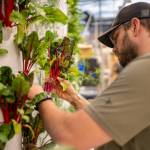 Hoonah SSP Community Catalyst Ian Johnson harvesting in the Hoonah greenhouse. (Photo by Bethany Sonsini Goodrich)
