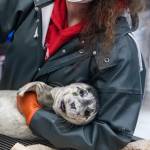 An injured harbour seal pup is treated at the Alaska SeaLife Center. (Photo by Kaiti Grant/Alaska SeaLife Center)