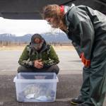 Seward pilot Duke Marolf helped rescue a pair of injured harbour seal pups and transport them to the Alaska SeaLife Center.