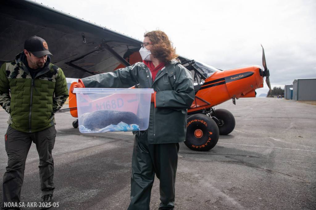 Seward pilot Duke Marolf helped rescue a pair of injured harbour seal pups and transport them to the Alaska SeaLife Center.