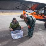 Seward pilot Duke Marolf helped rescue a pair of injured harbour seal pups and transport them to the Alaska SeaLife Center. (Photo by Kaiti Grant/Alaska SeaLife Center)