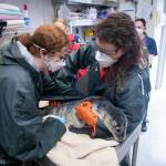 An injured harbour seal pup is treated at the Alaska SeaLife Center. (Photo by Kaiti Grant/Alaska SeaLife Center)