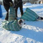 Tired sled dogs are tucked into burlap sacks for transport from Eagle to Circle, Alaska, in 2011. (Photo by Martin Stuefer)