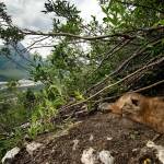 Photo by Matt Kynoch 
Lynx kittens rest in a den on a steep slope above the Dalton Highway.