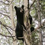 A black bear clings to a tree trunk in Wrangell-St. Elias National Park and Preserve in this undated photo. (Photo provided by the National Park Service)