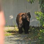 The Department of Fish and Game recommends that people who encounter a bear in the wild should avoid it and give the bear every opportunity to avoid you. (Black Press Media file photo)
