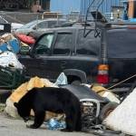 A bear wanders through the Capital Avenue encampment in Juneau. (Peter Metcalfe photo)