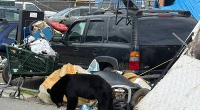 A bear wanders through the Capital Avenue encampment in Juneau. (Peter Metcalfe photo)