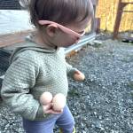 Courtesy of Jeff Lund
The authors daughter heads back to the house with a good haul of chicken eggs from the coop.
