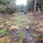 Mechanically cleared forested wetlands along the toute of the Pioneer Access Road at Vista del Mar. View is downhill and to the south, towards Auke Bay. (From court documents)