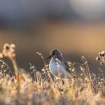 Photo by Lisa Hupp, U.S. Fish and Wildlife Service 
An adult semipalmated sandpiper in breeding plumage stands on the Arctic tundra.