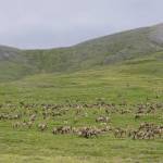 A caribou herd rests at the base of a hill in the Arctic National Wildlife Refuge. (Photo by Danielle Brigida, U.S. Fish and Wildlife Service)